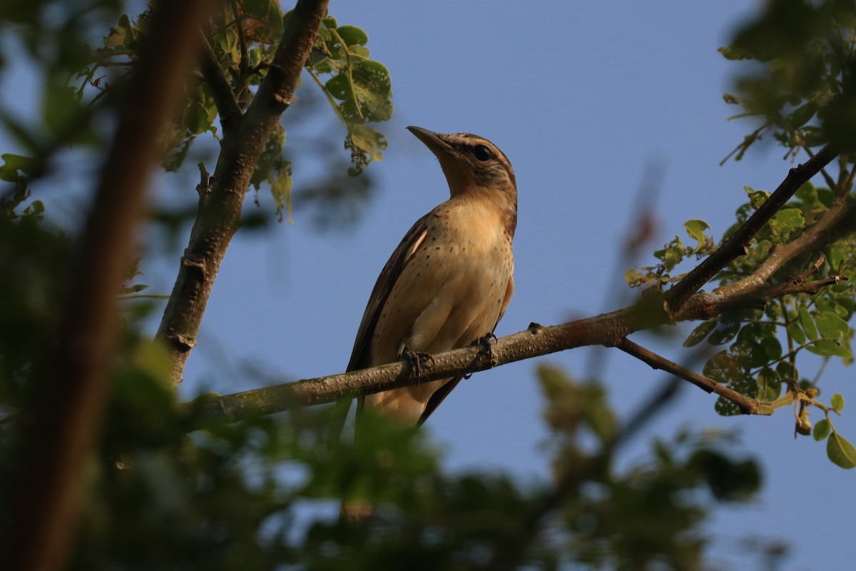 Varied Triller - ML646164031