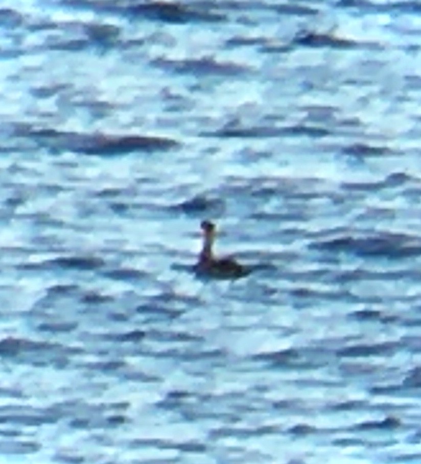 Пірникоза сірощока - ML646164036