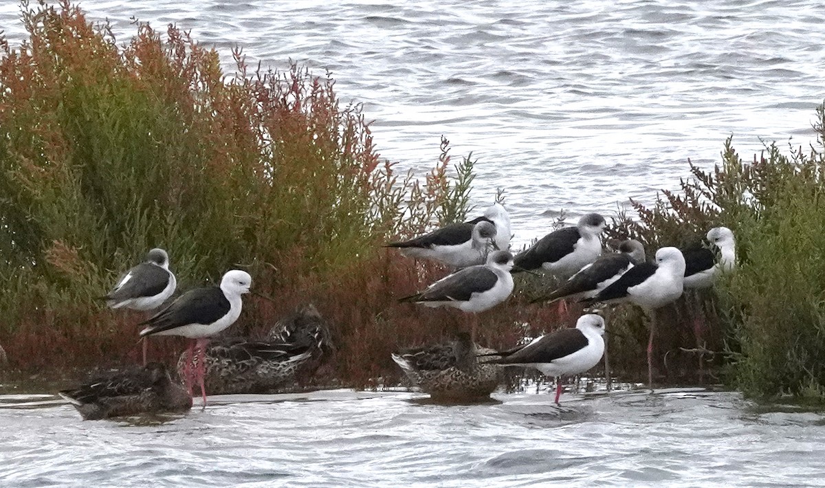 Black-winged Stilt - ML646164043