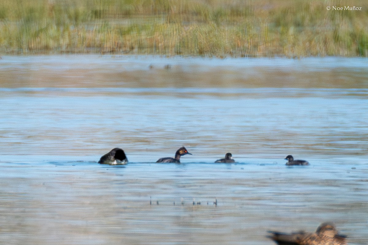 Eared Grebe - ML646164051