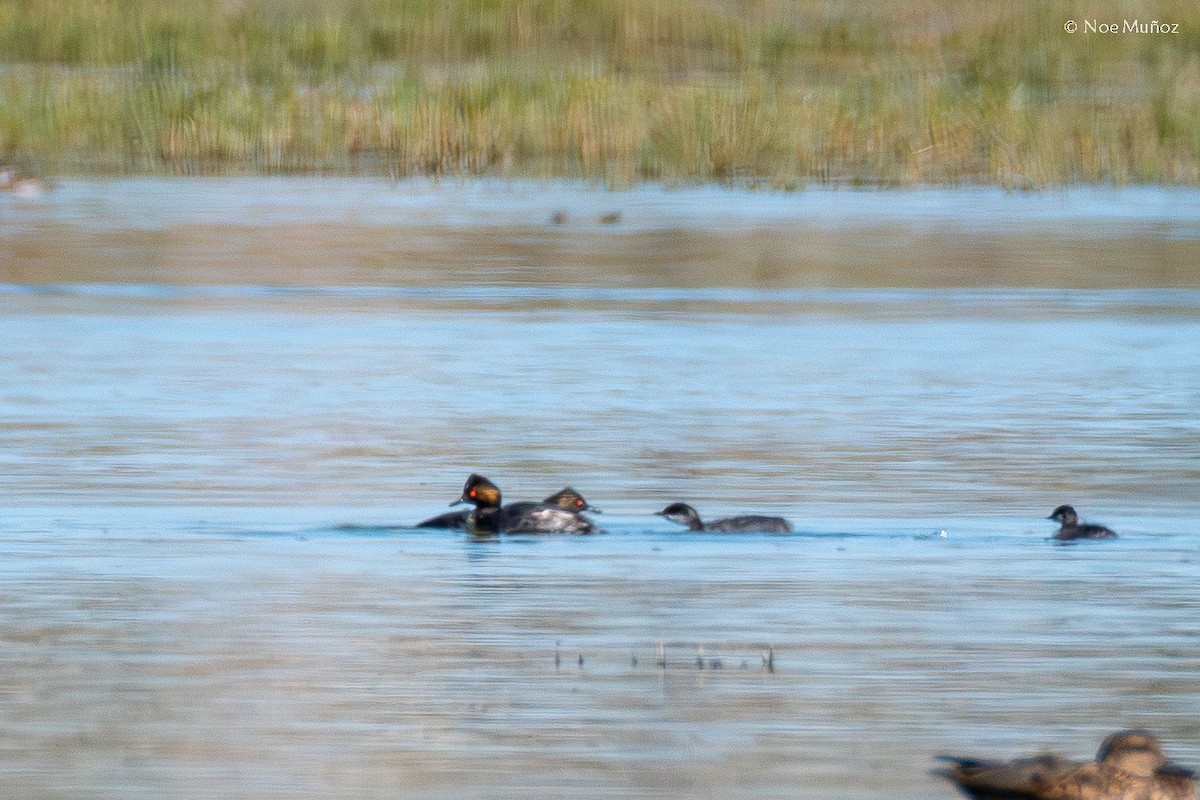 Eared Grebe - ML646164052
