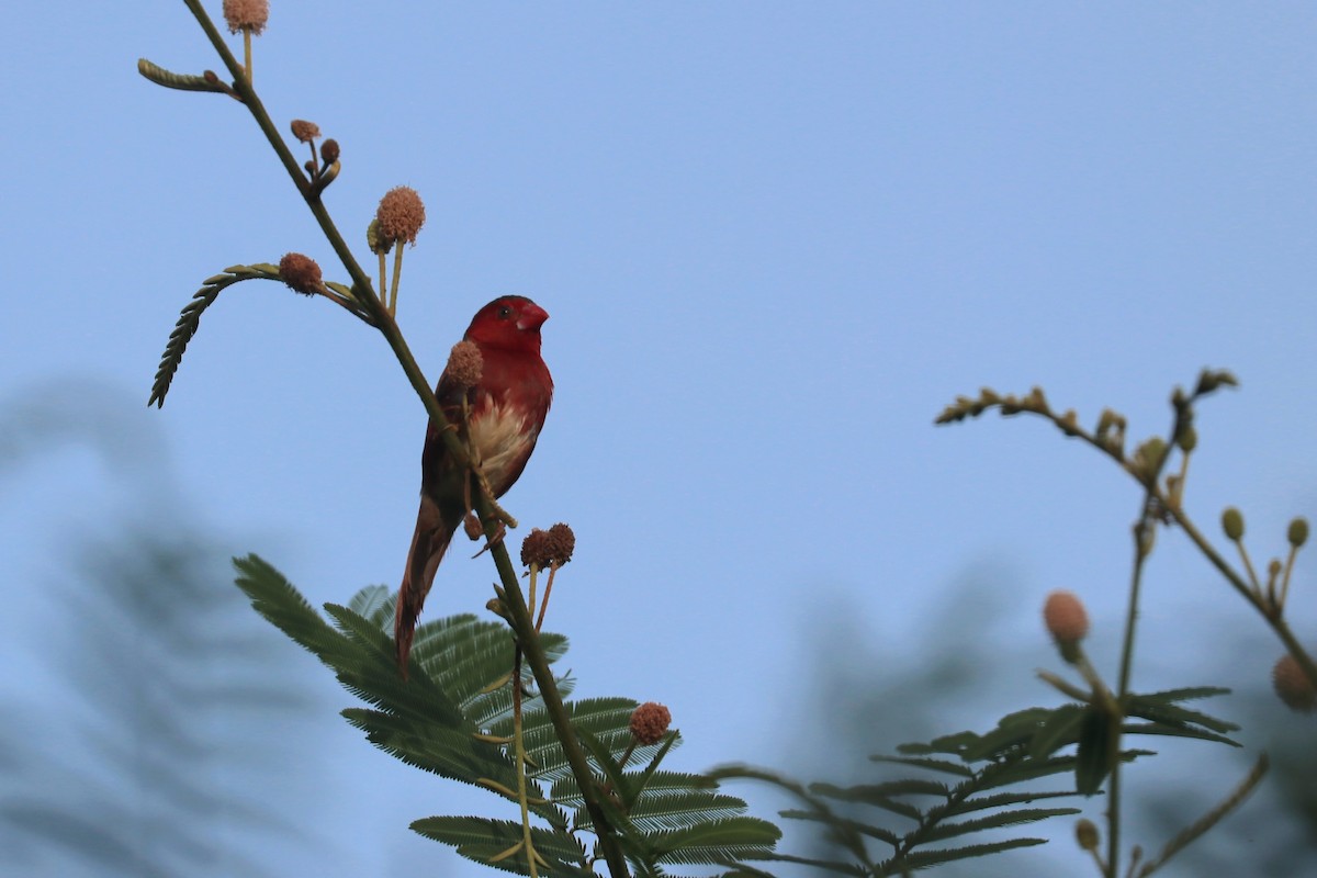 Crimson Finch - ML646164053