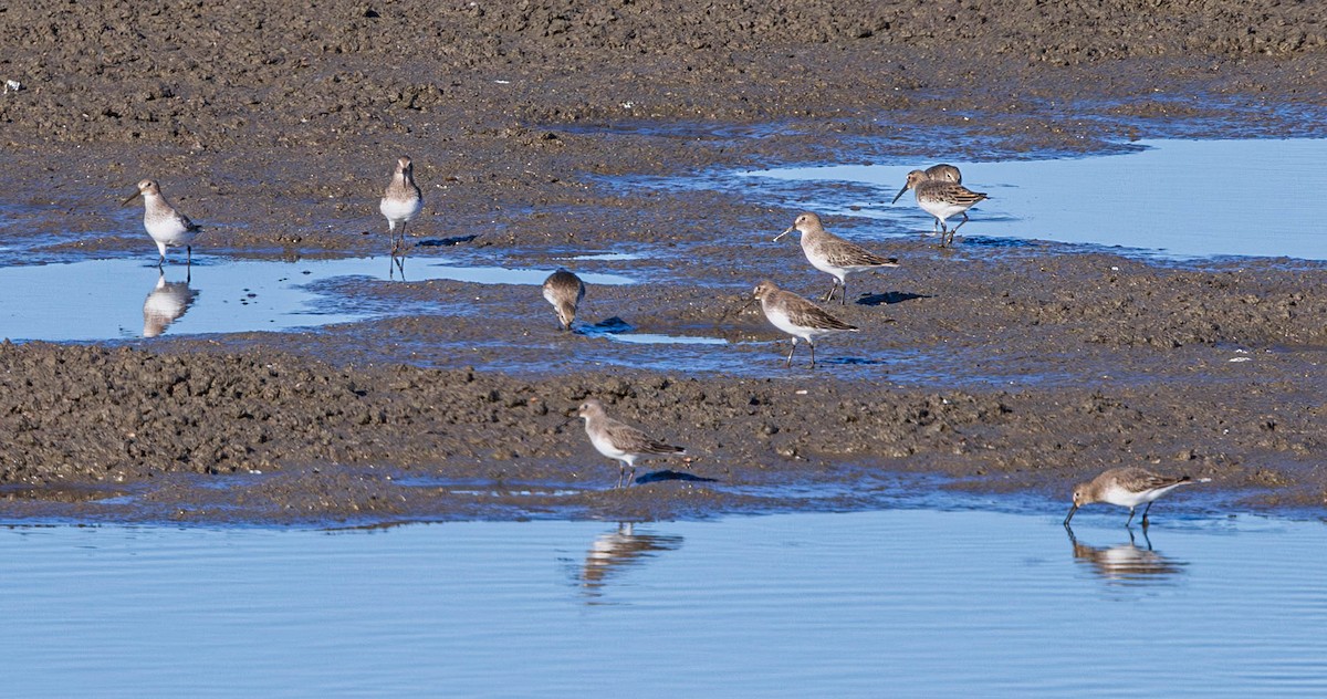 Txirri arrunta - ML646164055