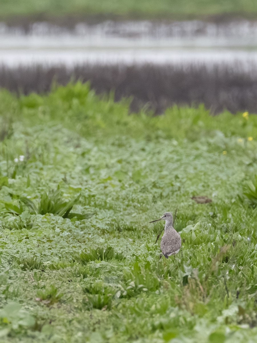 Tüpfelgelbschenkel - ML646164068