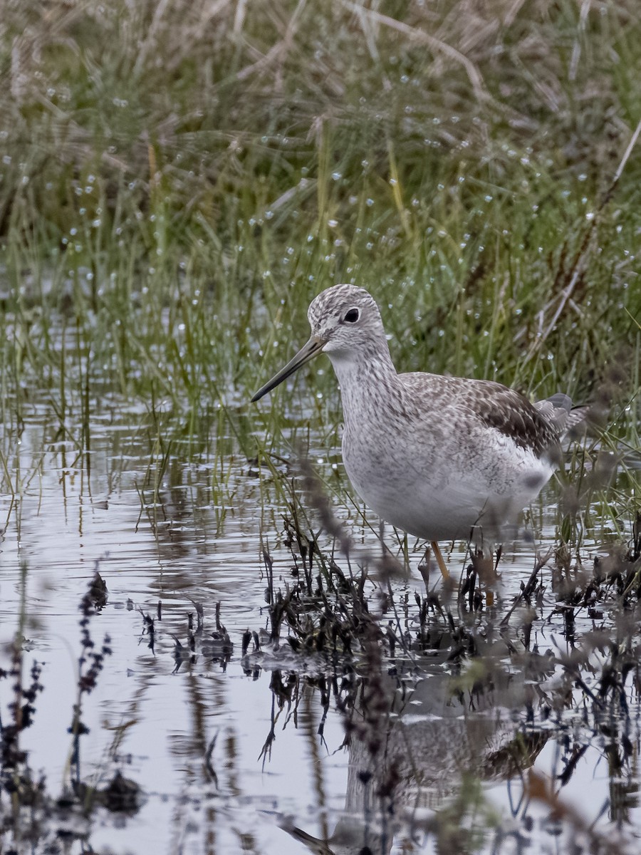 Tüpfelgelbschenkel - ML646164069