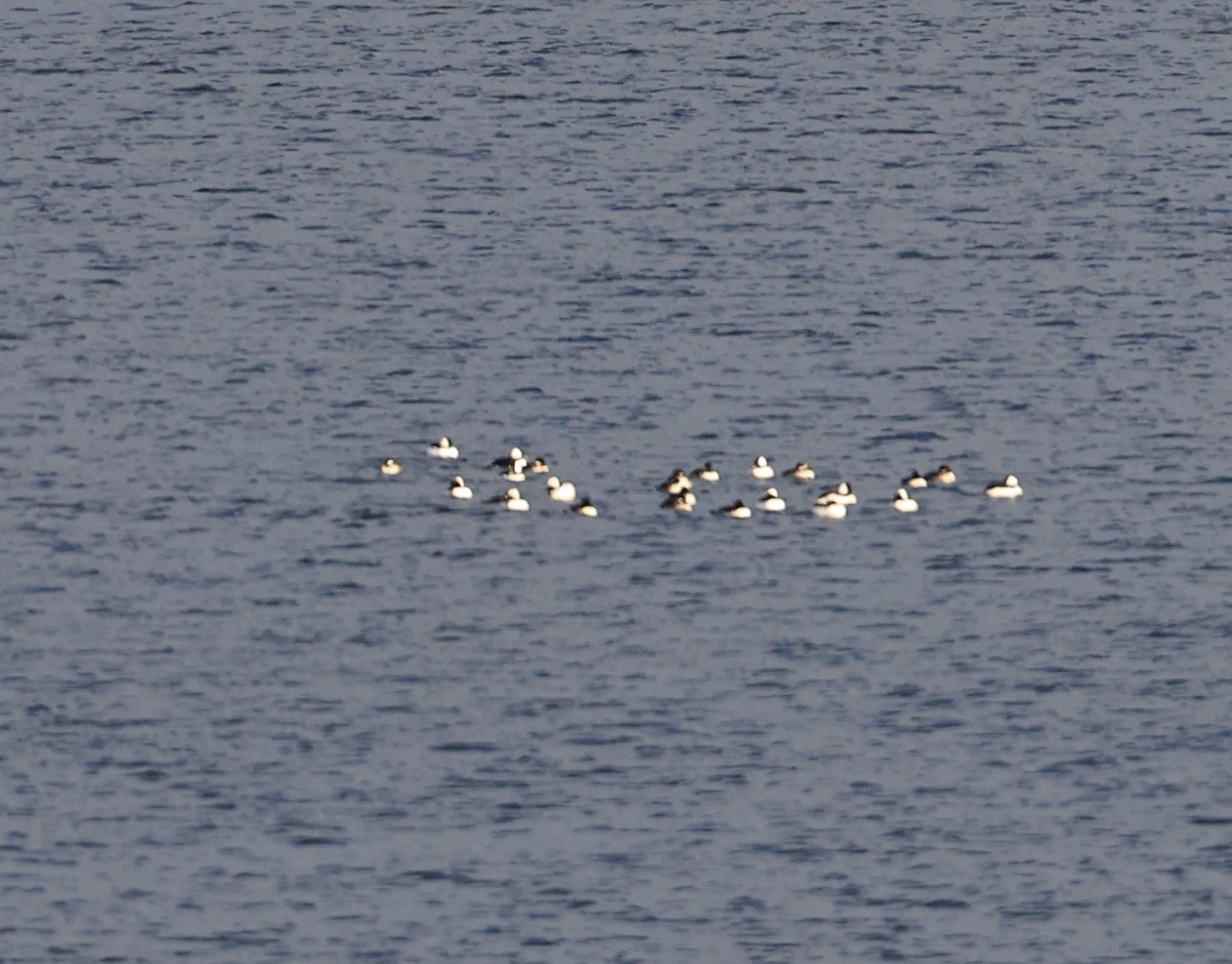 Bufflehead - ML646164072