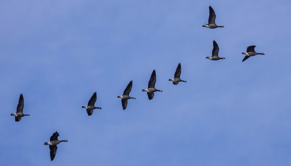 Branta kanadar txikia - ML646164076