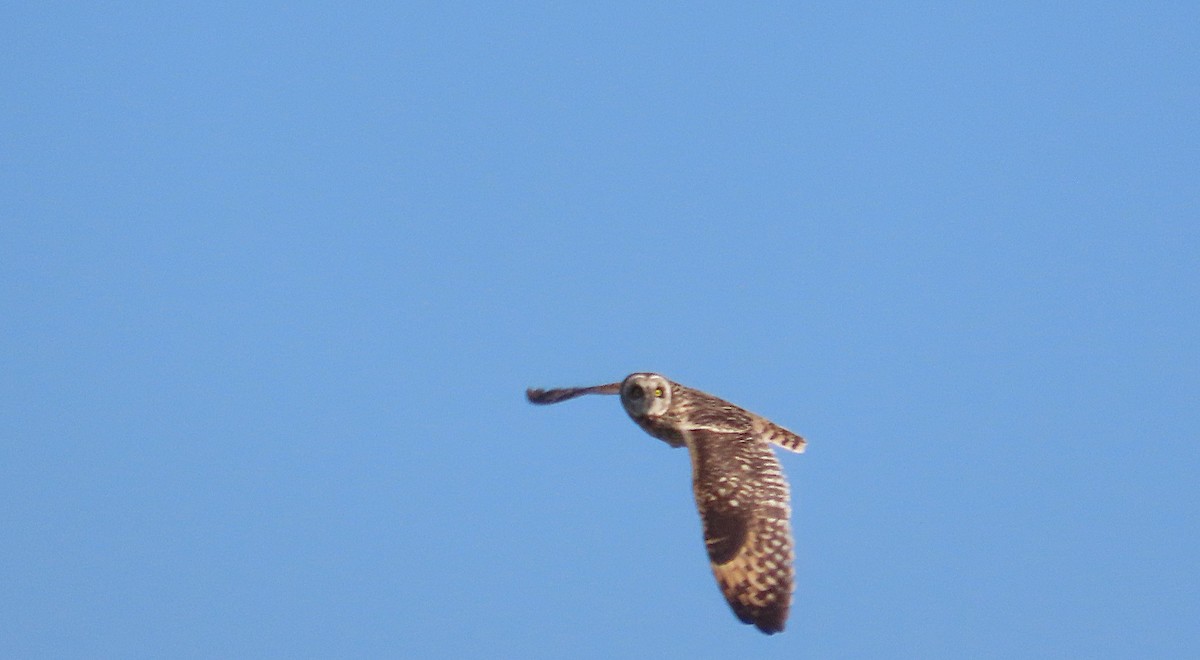 Short-eared Owl - ML646164078
