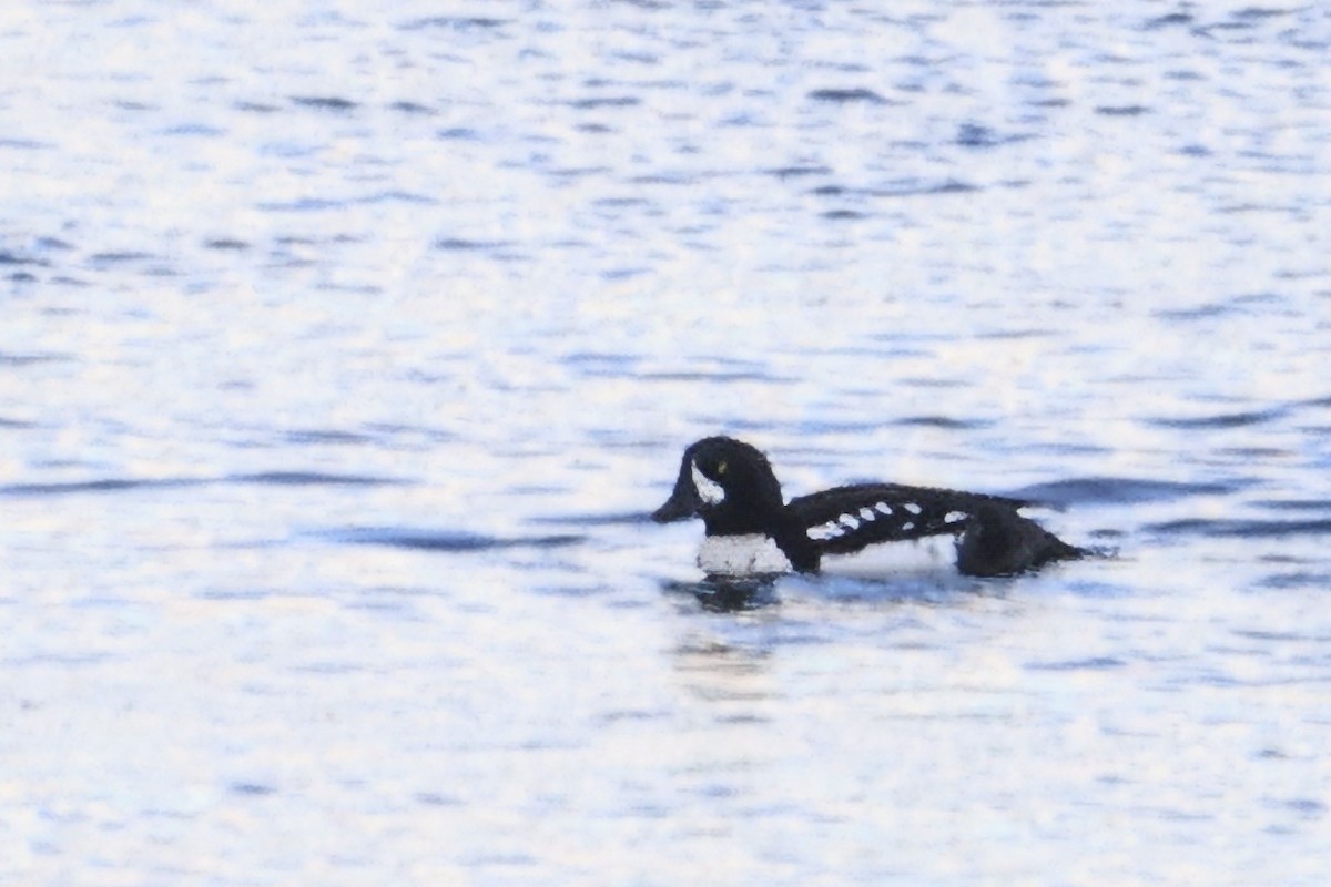 Barrow's Goldeneye - ML646164080