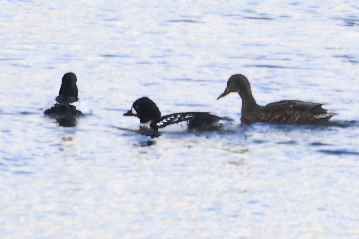 Barrow's Goldeneye - ML646164081