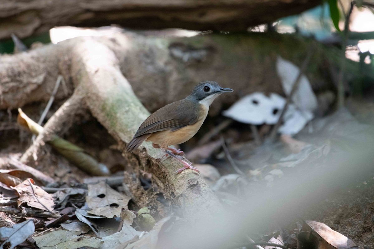 Короткохвостый шелкопёр - ML646164082