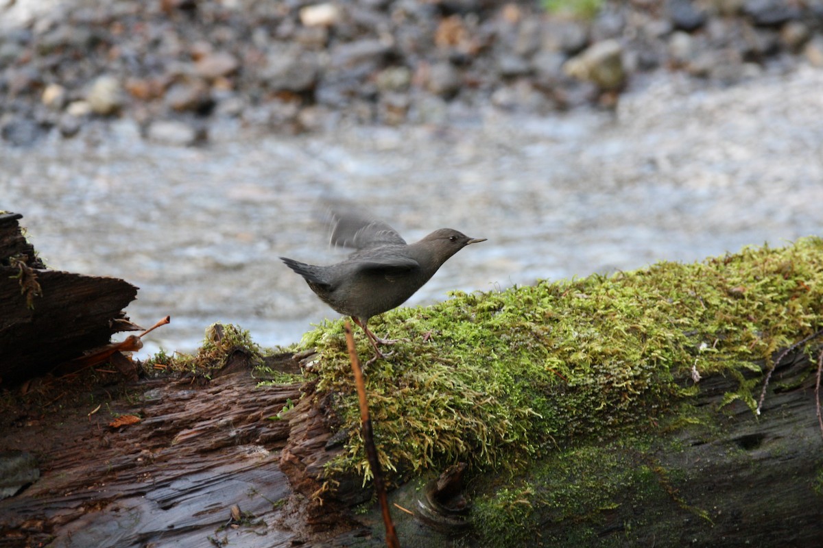 Ur-zozo iparramerikarra - ML646164084