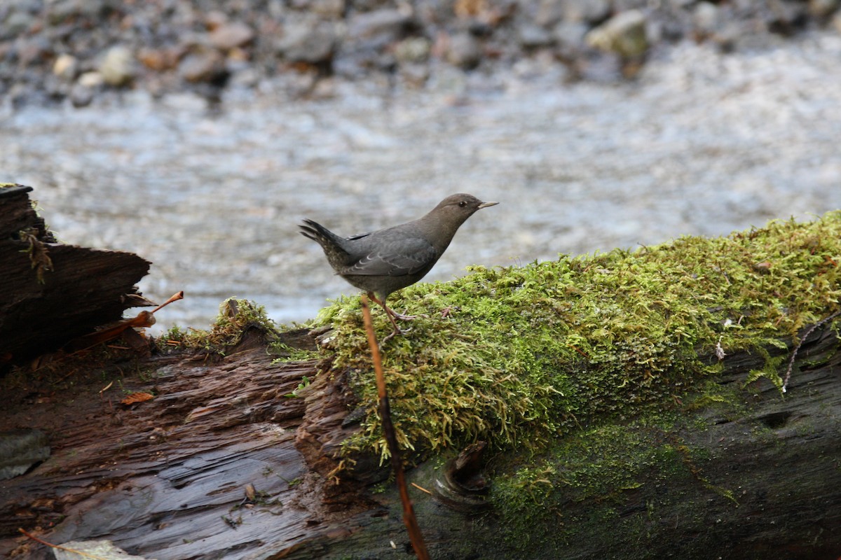 Ur-zozo iparramerikarra - ML646164085