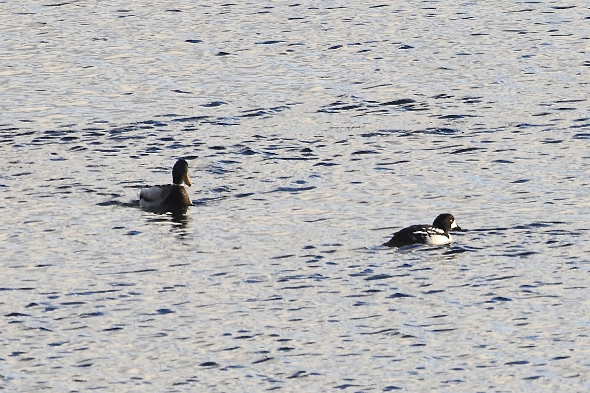 Barrow's Goldeneye - ML646164088