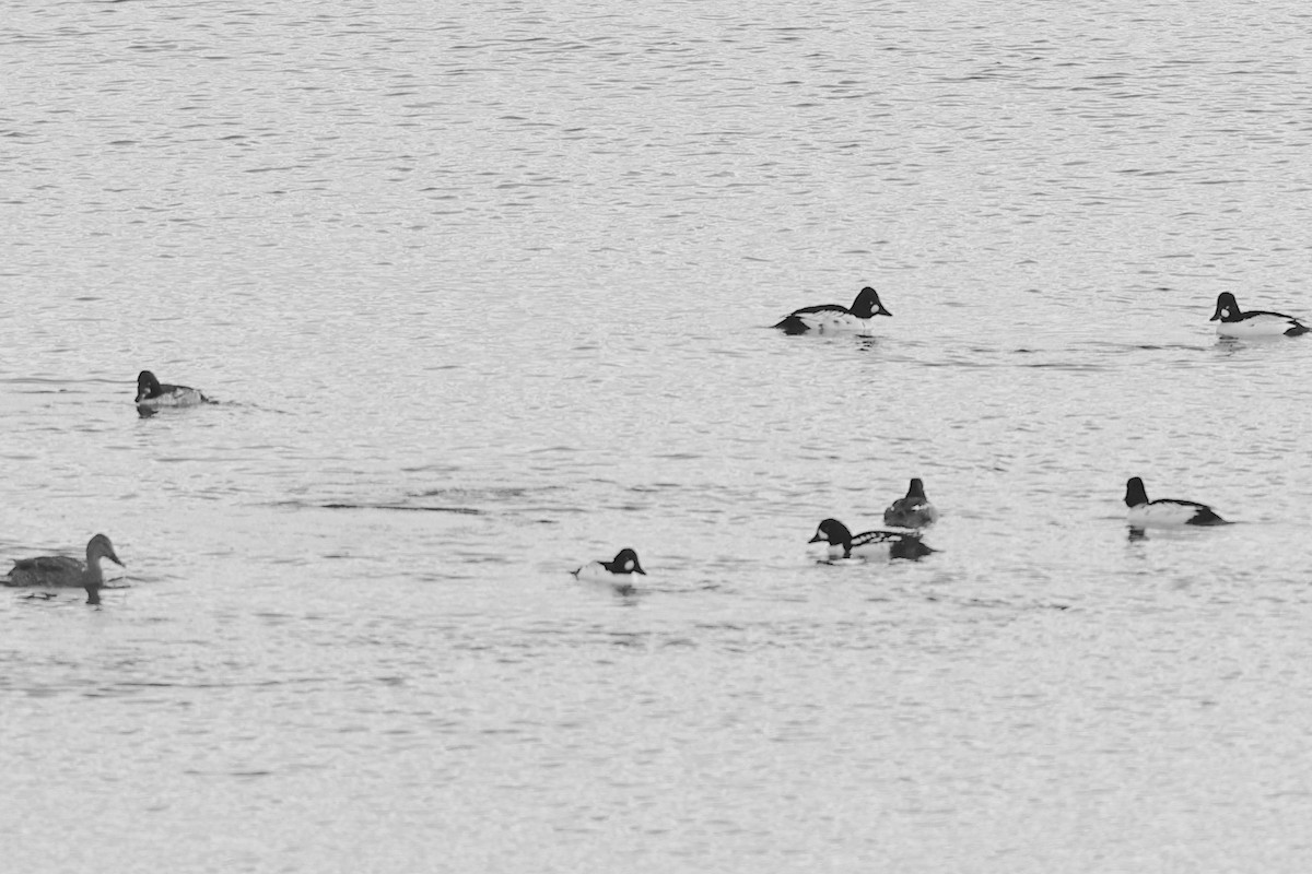 Barrow's Goldeneye - ML646164089