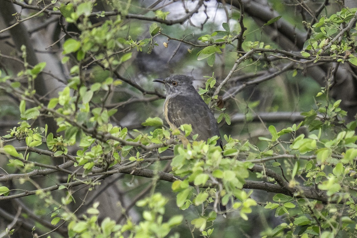 Plaintive Cuckoo - ML646164090