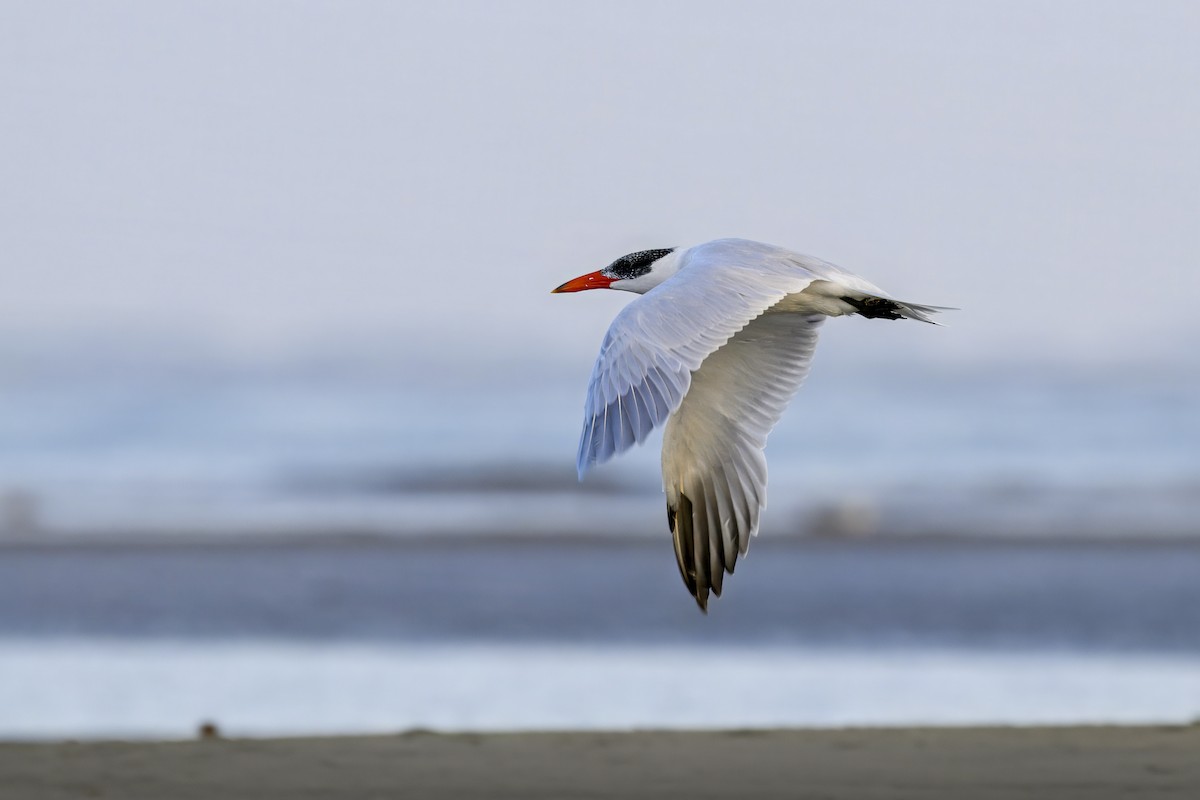 Caspian Tern - ML646164091