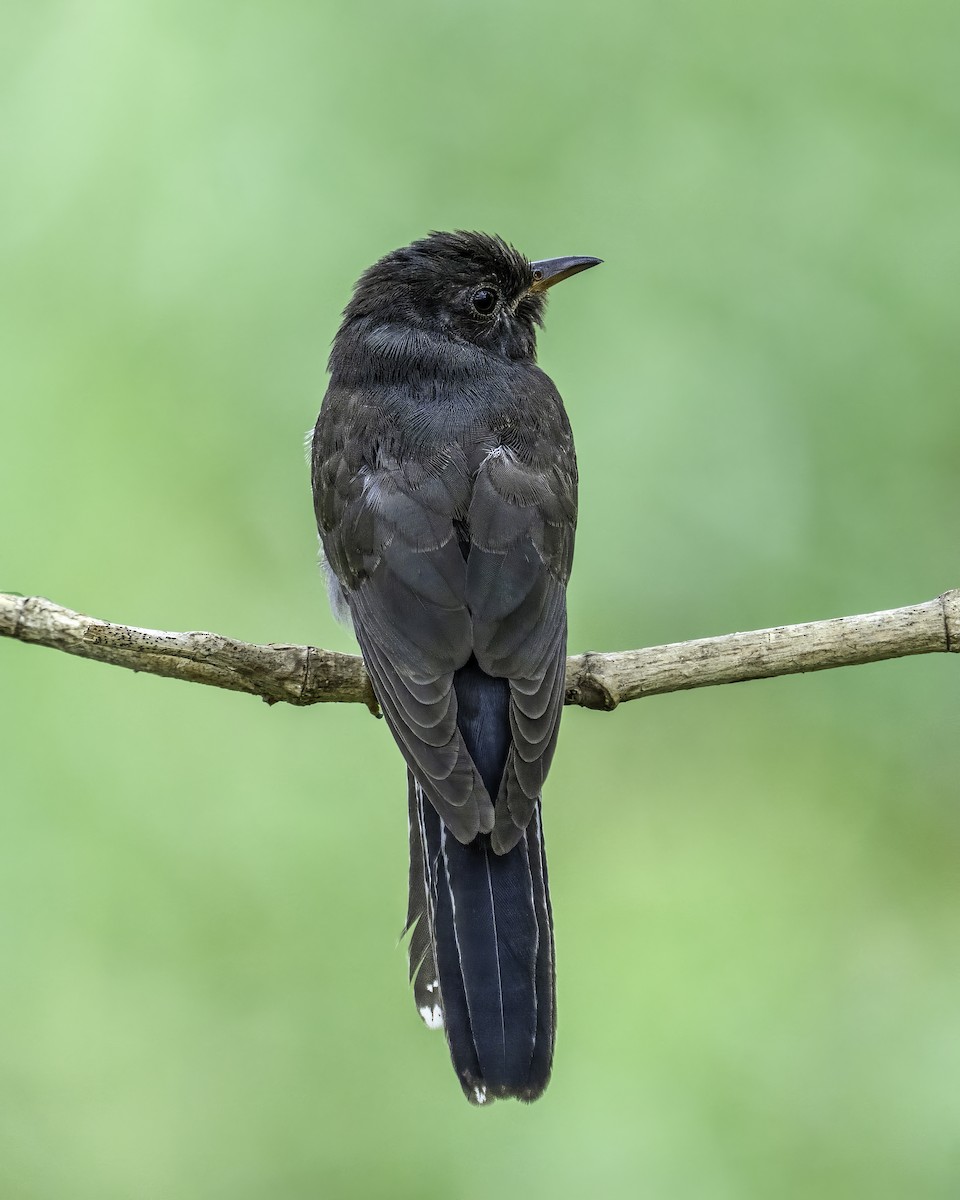 Gray-bellied Cuckoo - ML646164093