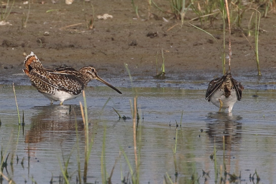חרטומית ביצות - ML646164094