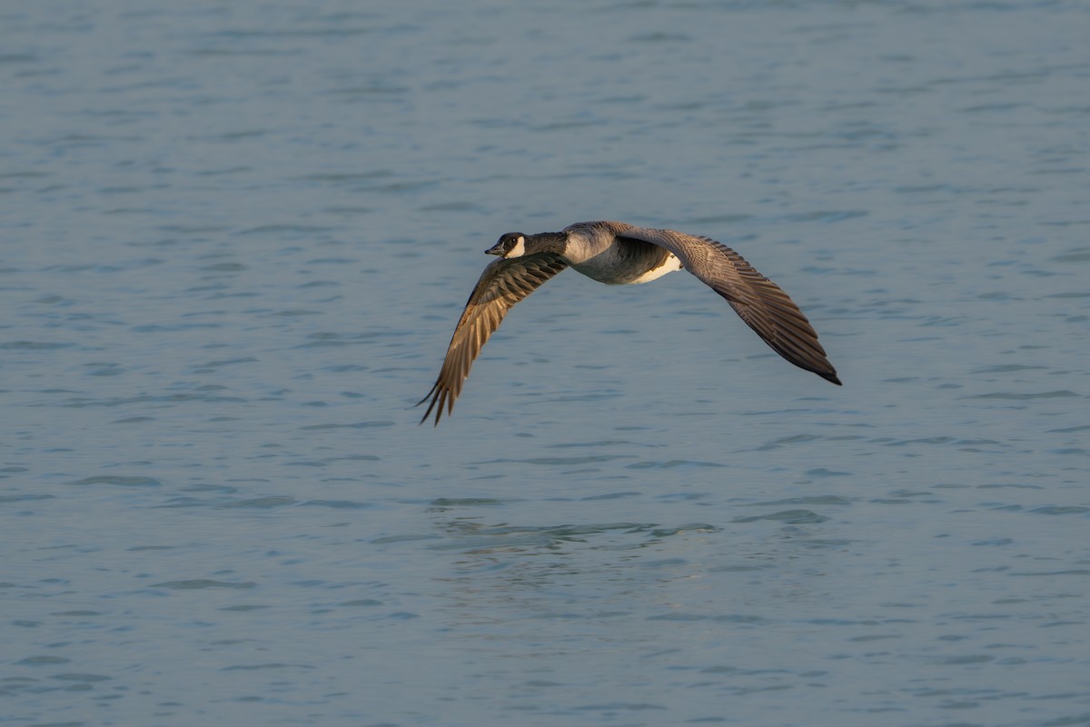 Canada Goose - ML646164095