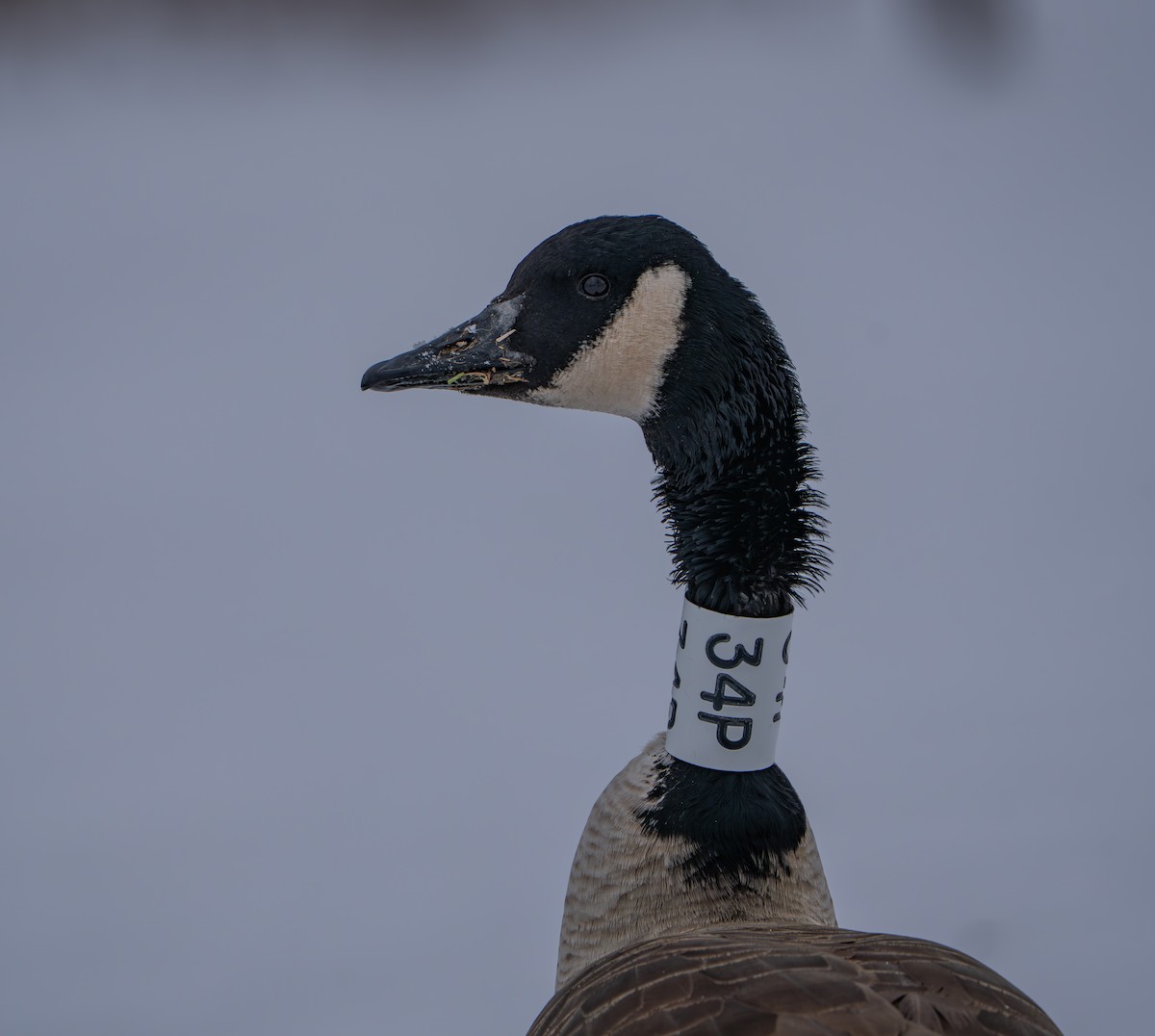Canada Goose - ML646164096