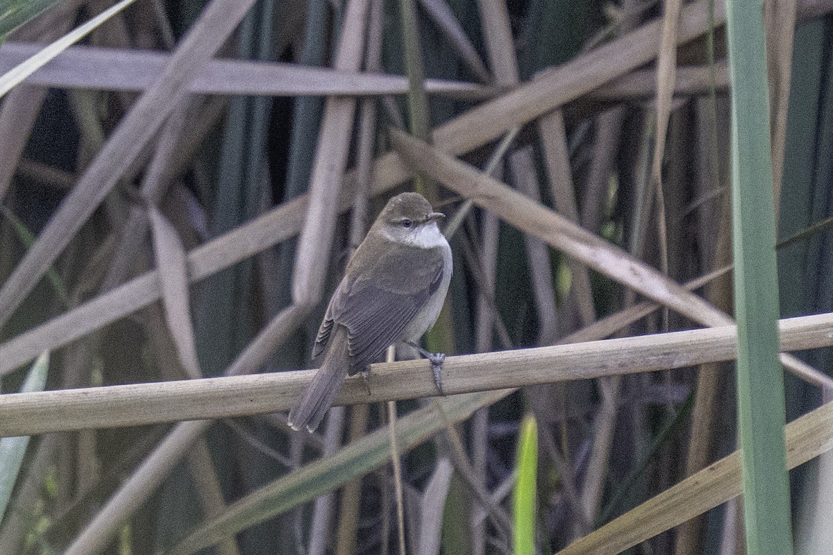 Clamorous Reed Warbler - ML646164098