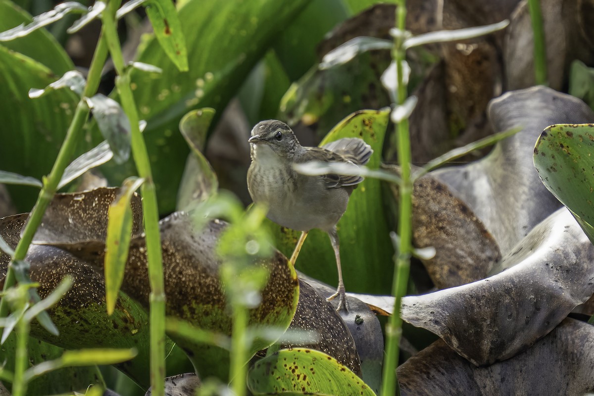 Pallas's Grasshopper Warbler - ML646164101