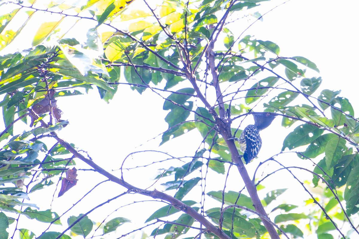 rødtopphjertespett (sordidus) - ML646164102