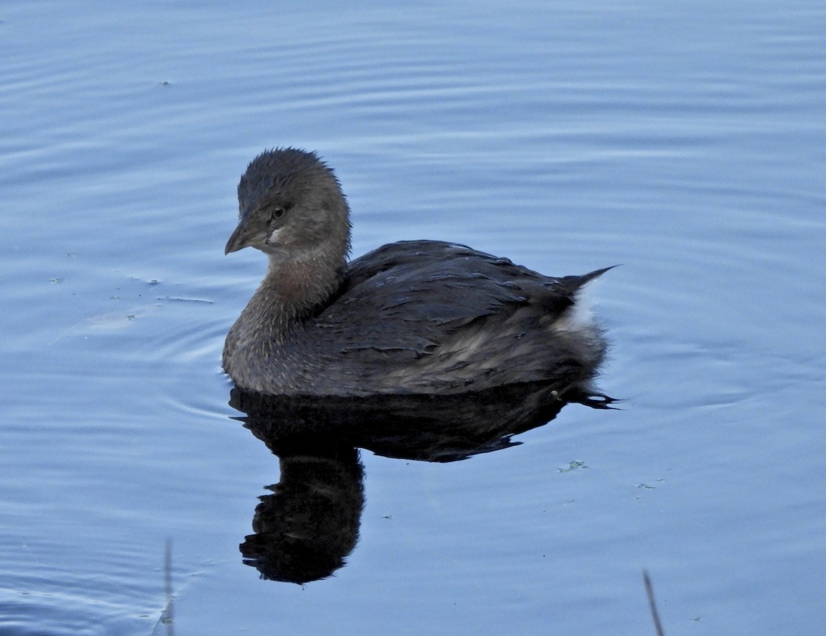 Pied-billed Grebe - ML646164105