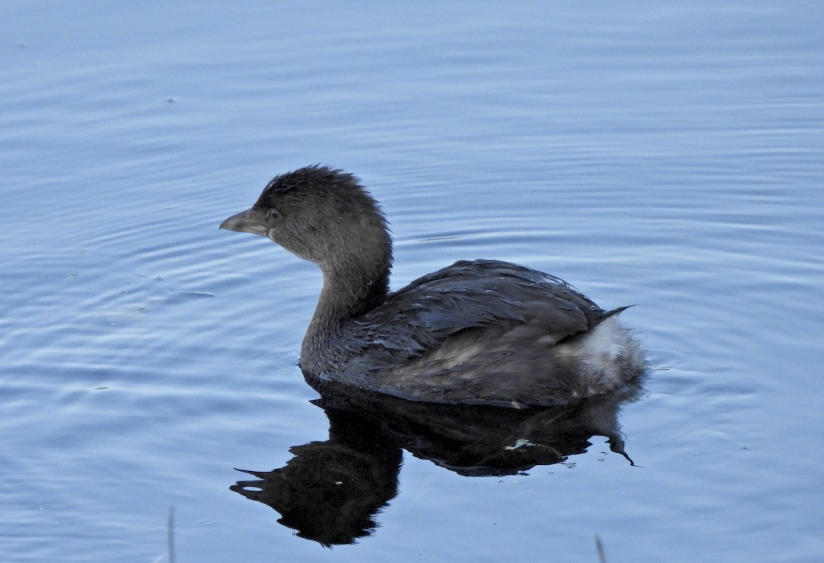Pied-billed Grebe - ML646164106