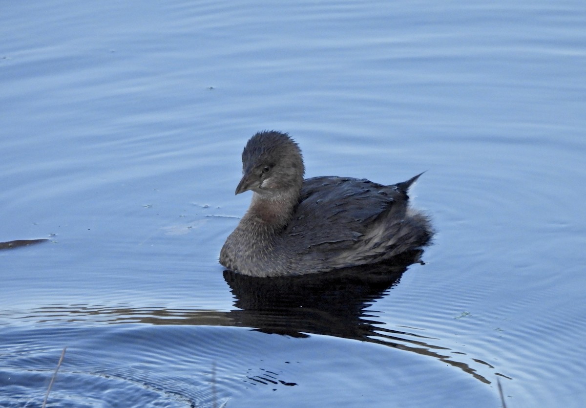 Pied-billed Grebe - ML646164107