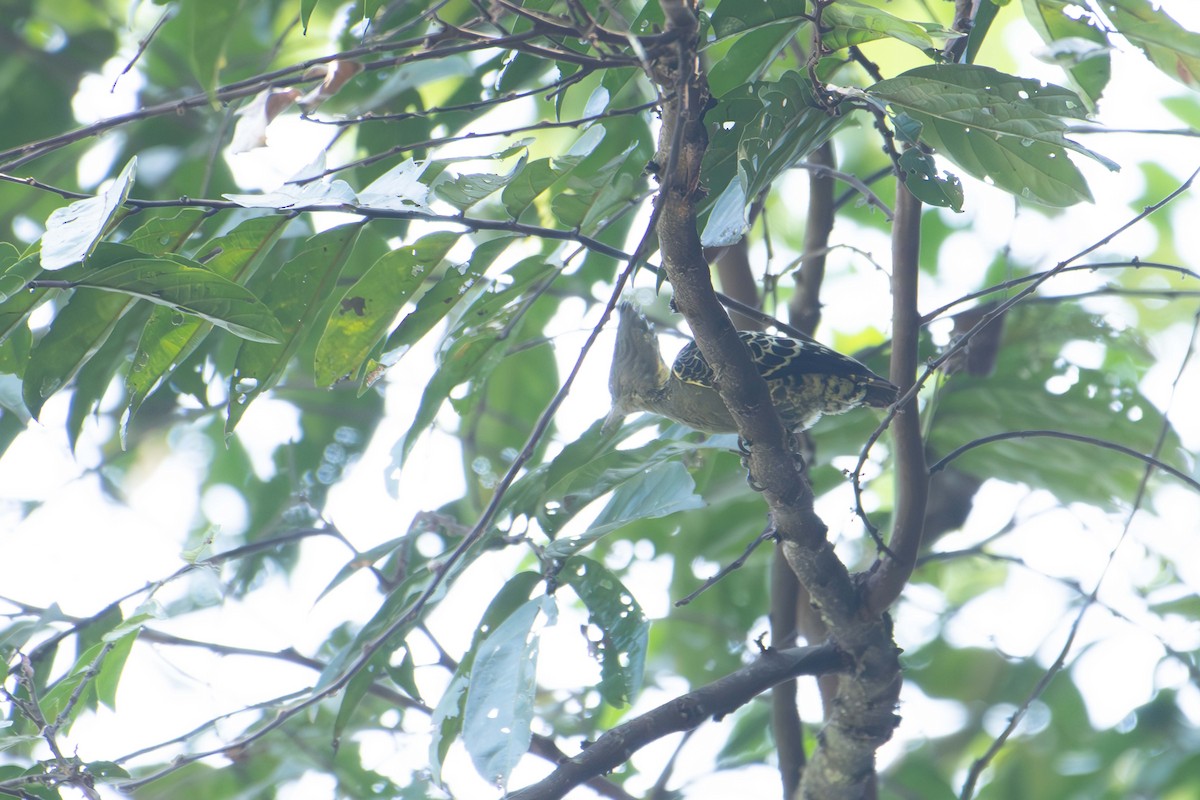 rødtopphjertespett (sordidus) - ML646164108