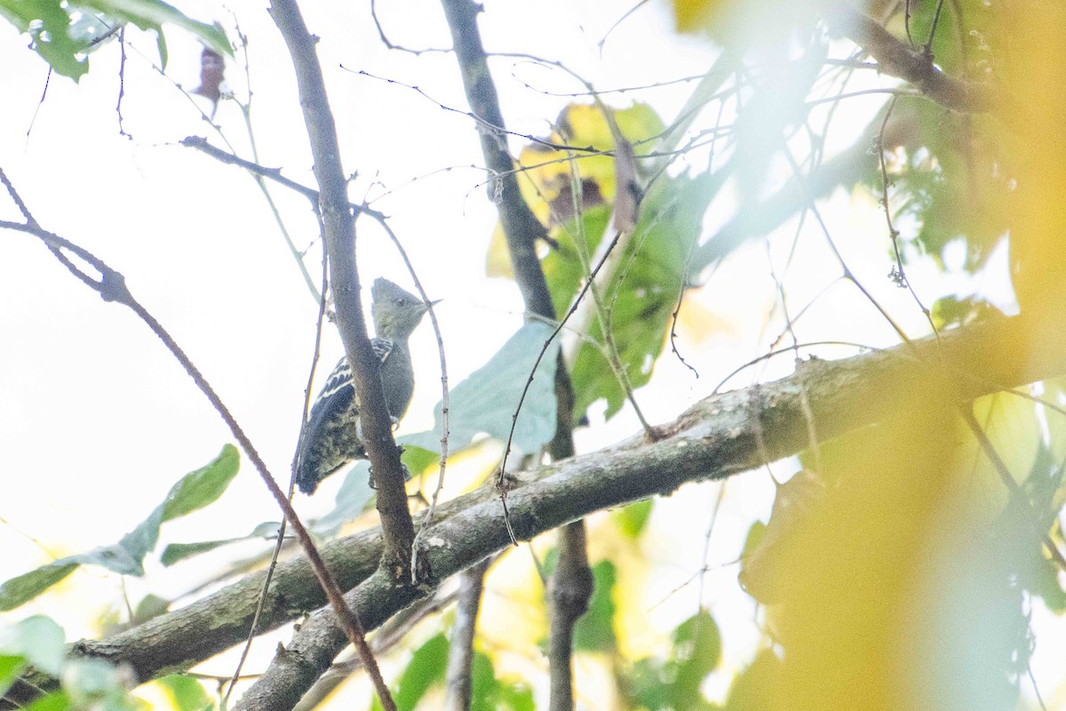 rødtopphjertespett (sordidus) - ML646164110