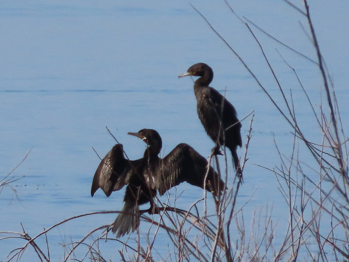 Neotropikal Karabatak - ML646164117