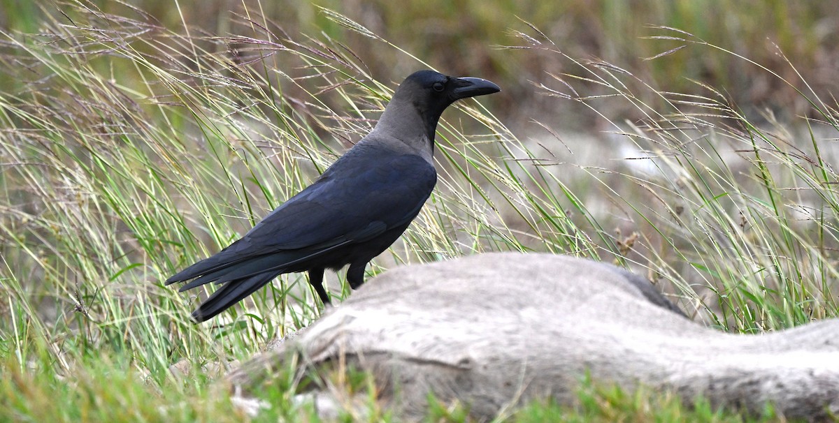 House Crow - ML646164126
