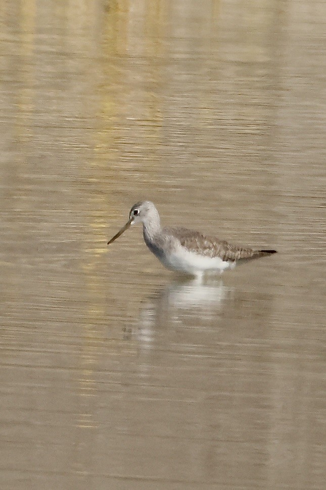 Tüpfelgelbschenkel - ML646164131