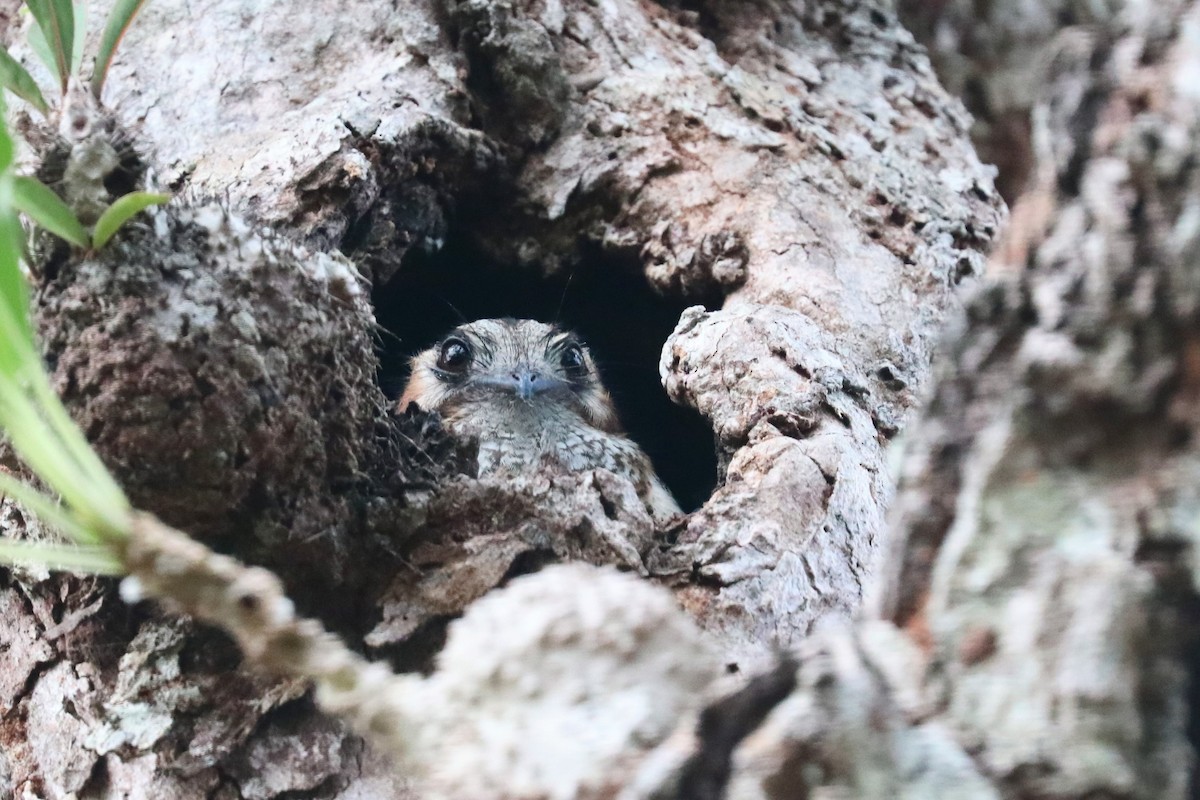 Australian Owlet-nightjar - ML646164132