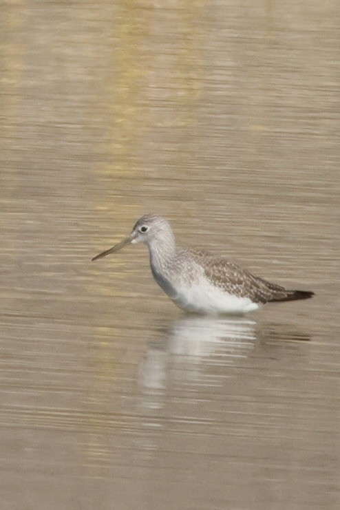 Tüpfelgelbschenkel - ML646164134