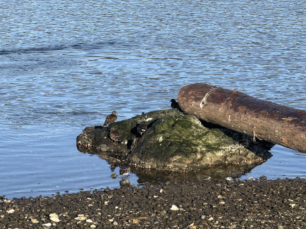 Black Turnstone - ML646164142