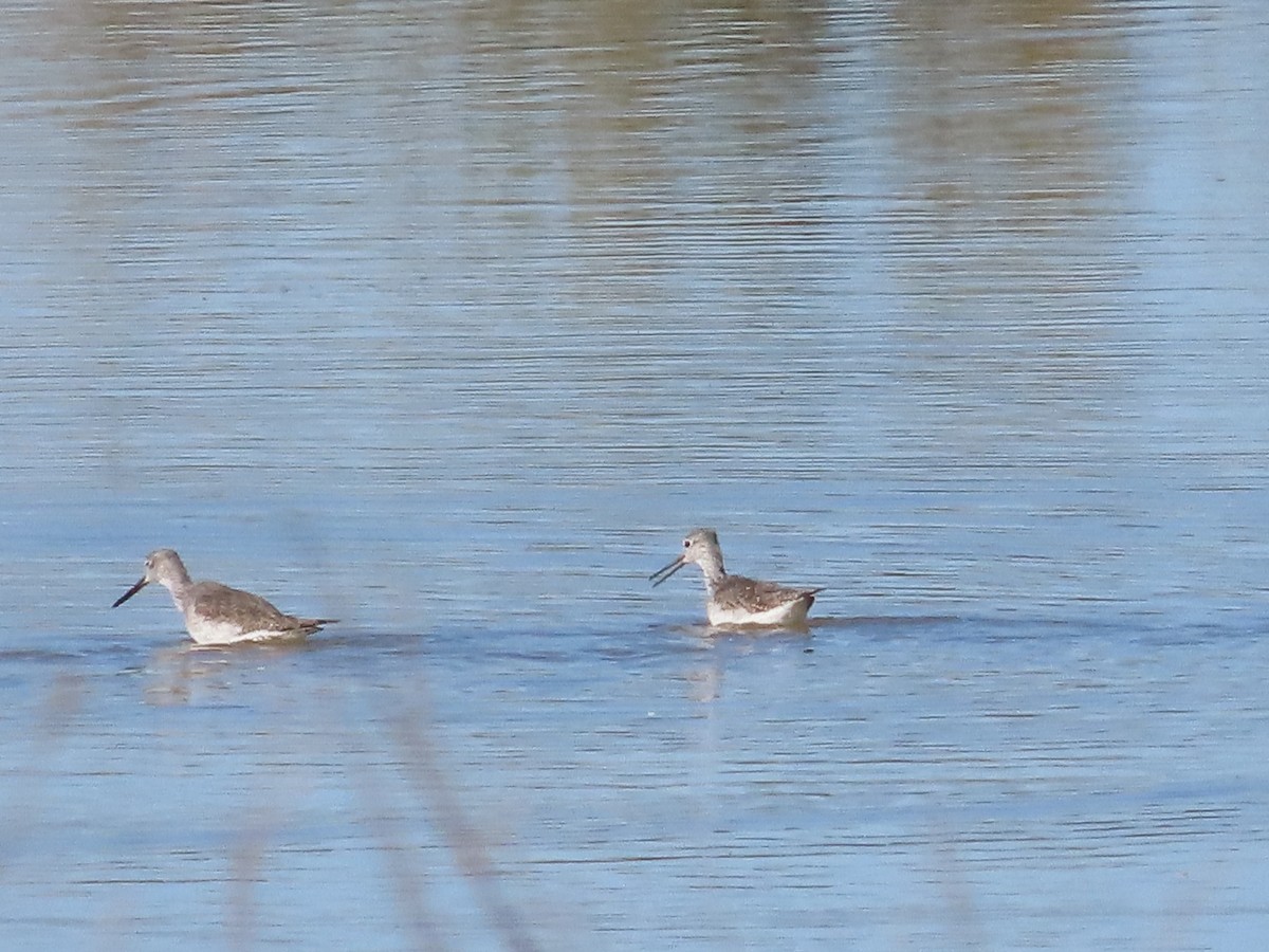 Kuliska hankahori handia - ML646164143