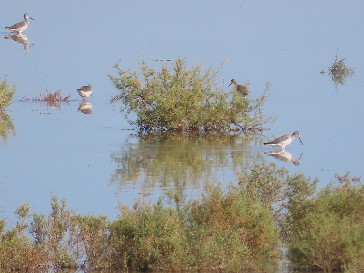 Tüpfelgelbschenkel - ML646164144