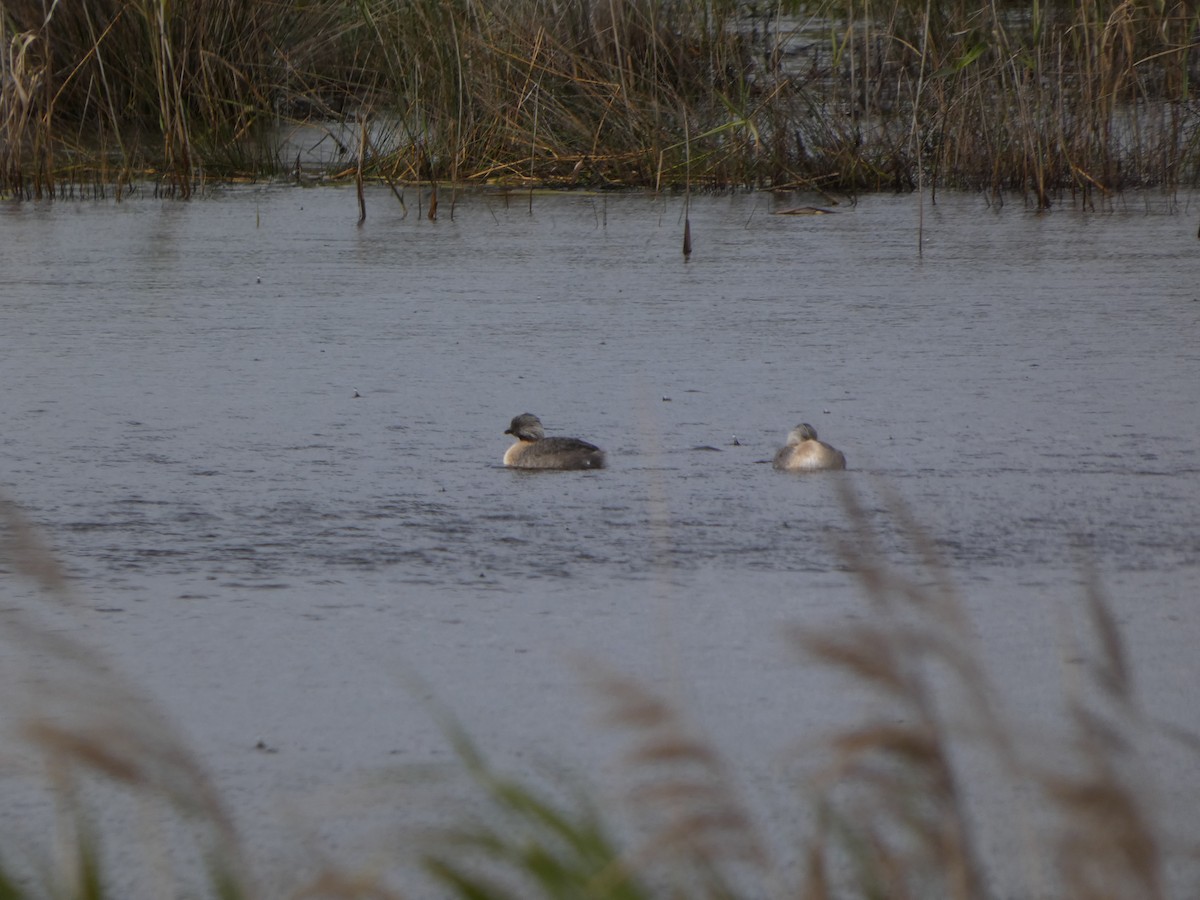 Hoary-headed Grebe - ML646164151