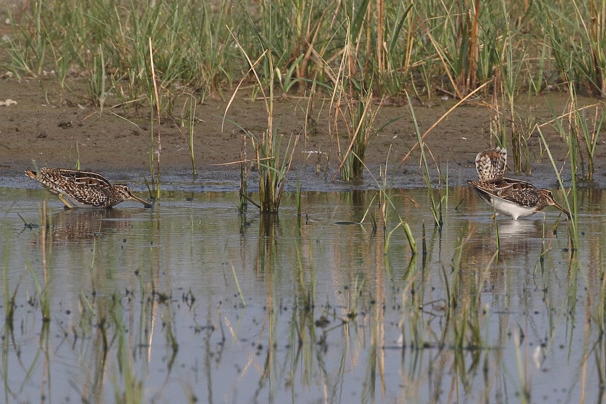 חרטומית ביצות - ML646164159