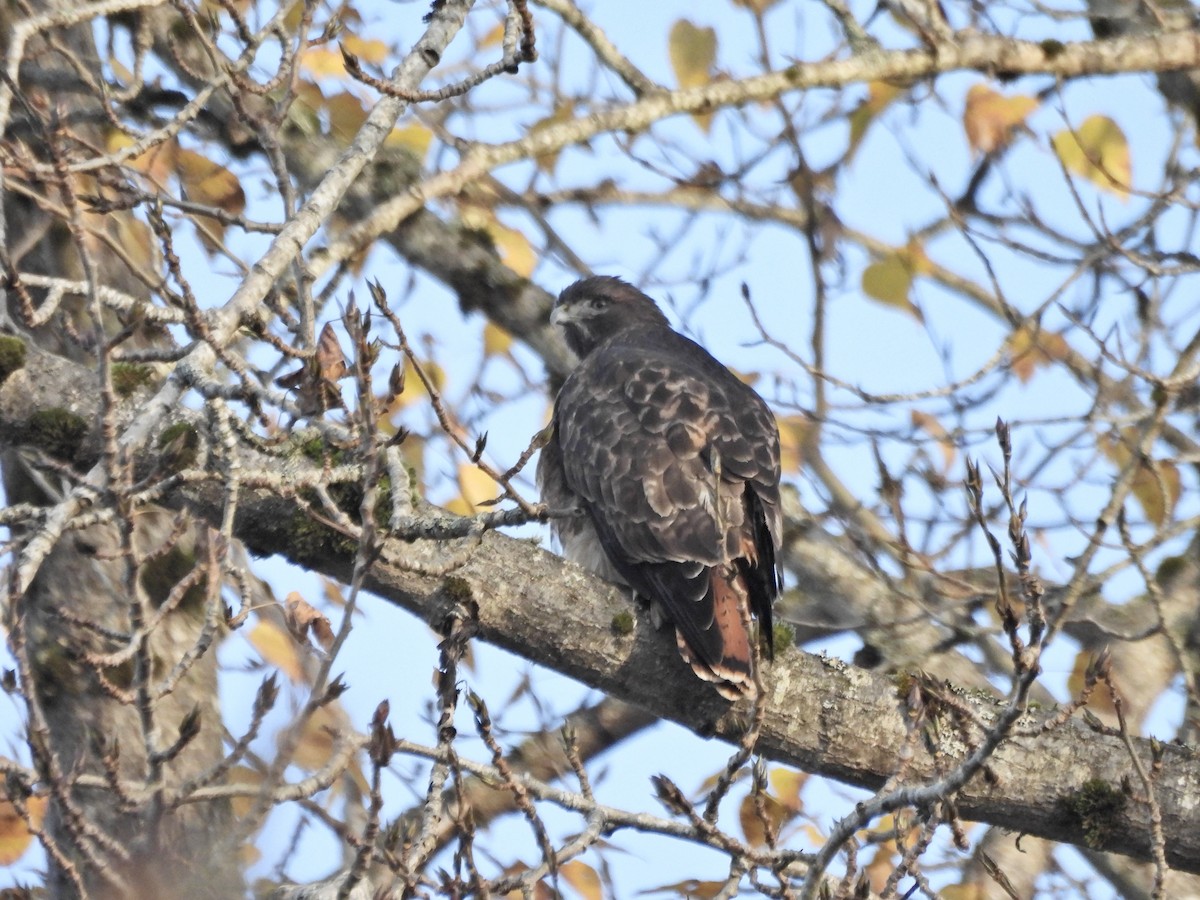 Red-tailed Hawk - ML646164160