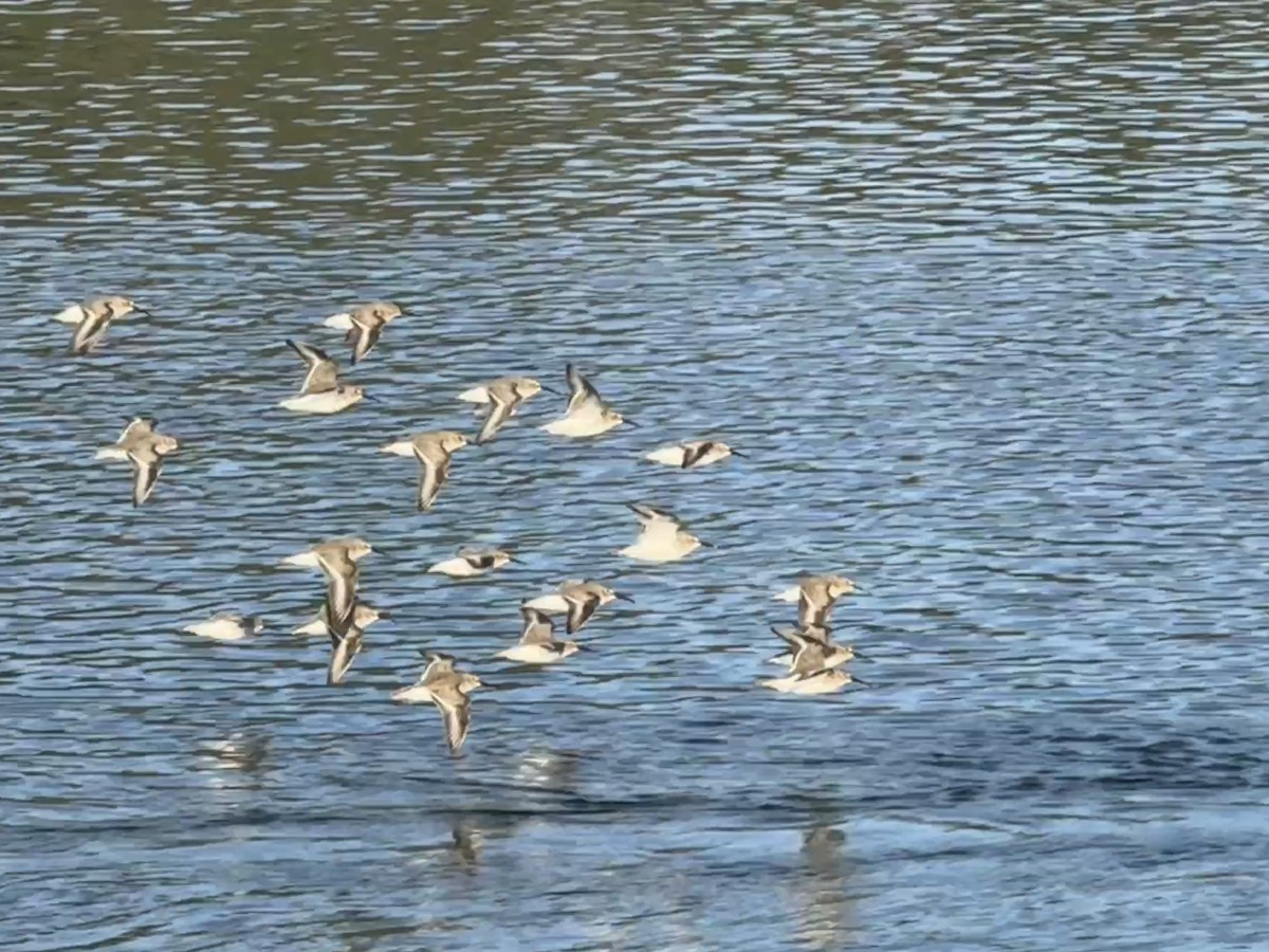 Dunlin - ML646164162