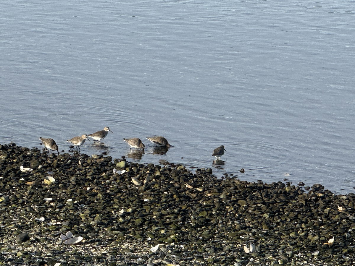 Txirri arrunta - ML646164163