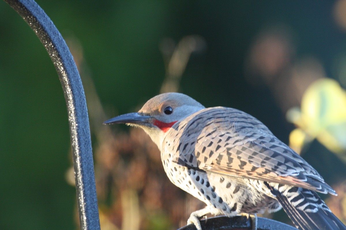 Northern Flicker - ML646164165