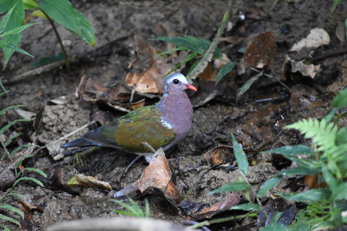 Asian Emerald Dove - ML646164166