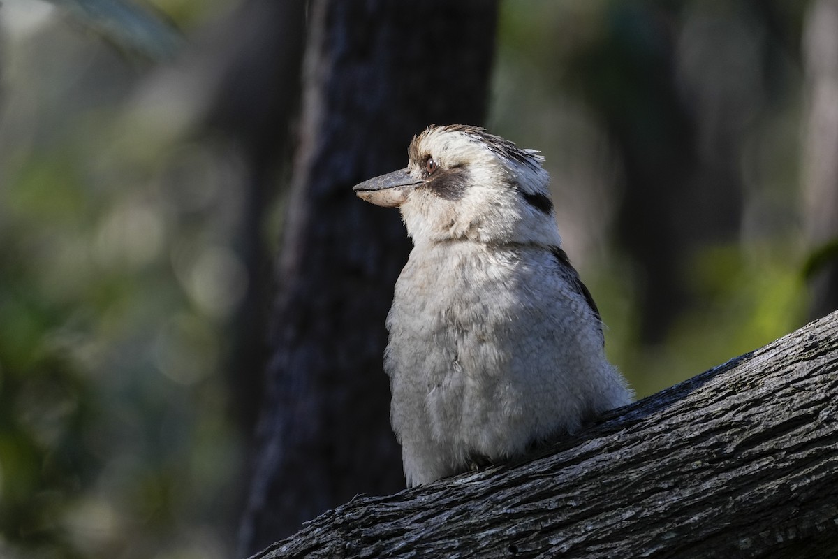 Laughing Kookaburra - ML646164167