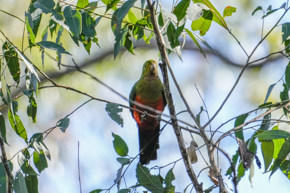 Australian King-Parrot - ML646164168